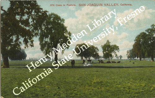 Cows in Pasture. San Joaquin Valley, California