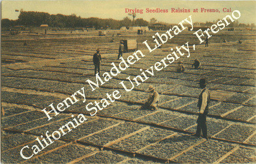 Drying Seedless Raisins at Fresno, Cal