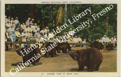 Sequoia National Park, California; Dinner Time at Bear Hill