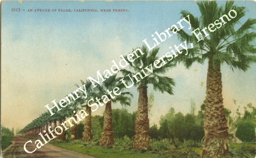 An Avenue of Palms, California, Near Fresno