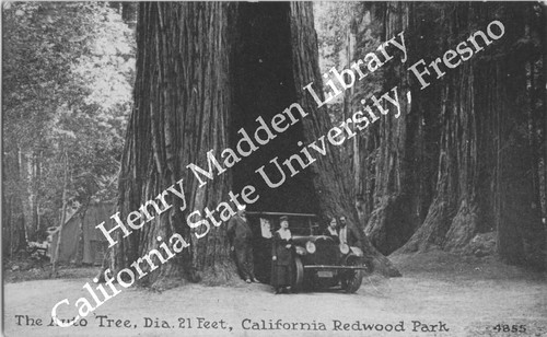 The Auto Tree, Dia. 21 Feet, California Redwood Park