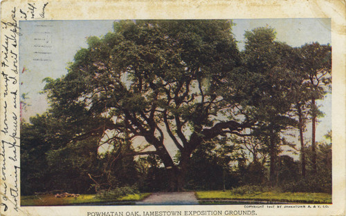 Powhatan Oak