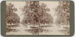 [Woman standing in orchard near rows of trees, Fresno County]