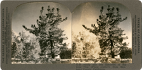 Young and old specimen of Big Cone Pine (Pinus coulteri) from Monterey County, California, S 40