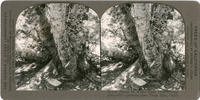 Trunk of White Bark Pine (Pinus albicaulis) growing near Tioga Pass, Calif., Sc 145