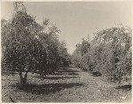 Olive grove, Sacramento County