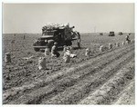 Harvesting potatoes, three views