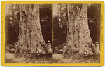 Big-Tree Grove, Santa Cruz Co. Cal.