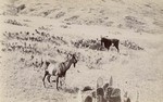 [Goats on Catalina Island]