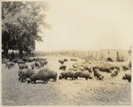 Hog Raising in the Sutter Basin