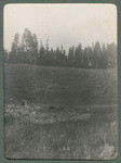 Bears near Cañon Hotel