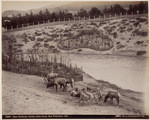 Deer paddock, Golden Gate Park, San Francisco, Cal, 7257