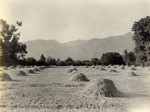 Eucalyptus trees and grainfield (3 views)