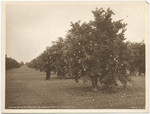 Orange grove at Oroville on line of Western Pacific R.R