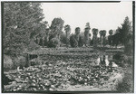 Pond lillies McKinley Park Sacramento, Cal.