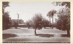 Old Olive Orchard at San Fernando Mission. # 1101