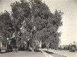 Pepper tree, Hollywood (2 views)