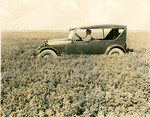 F. L. Azevedo fourth cutting alfalfa hay in Natomas District No. 1000