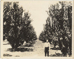 [Pear orchard] (2 views)