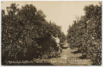 Orange grove, Mount Olive Fruit Farm, J.R. Edwards, Reedley, Cal.