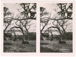 Cypresses on 17 Mile drive