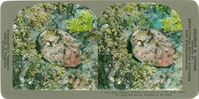 Red Abalone, Haliotis rufescens, in a tide pool. Note the vegetable growth attached to the shell, C 594.3