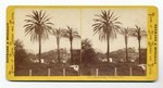 Palm Trees, Ventura, Cal. 123.