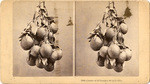 Cluster of 16 oranges, weight 12 lbs., 3082