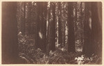 In the redwoods