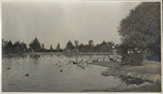 Feeding the ducks - Stow Lake - G.G. Park