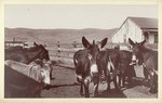 [Corral with donkeys]