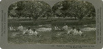 Walnuts 2. Shelling and picking walnuts by hand, El Monte, Calif., 158