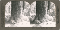 Trunk of Sugar Pine (Pinus lambertiana) Yosemite National Park, Calif., S 33