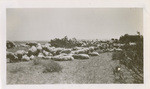 Lemoor Calif. April 1946, sheep on way to be shorn (2 views)