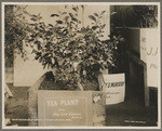 Northern California Citrus Fair, Nov. 1902