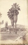 The Twin Palms, very old # 998