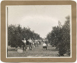 Butte County orange grove