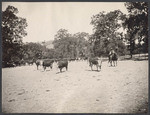 The Spring Round up. Coe Brothers Ranch, 1388