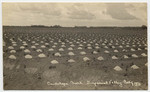 Cantalope [sic] field, Imperial Valley, Calif.