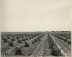 Sutter Basin Tomatoes