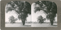Western Black Willow (Salix nigra) on Kaweah Delta, California, S 219
