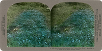 Nemophila insignis, the "Baby Blue Eyes," growing in a patch in the moist fertile woods, A 583.764