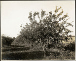 Apple orchard