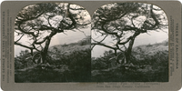 Torrey Pine (Pinus Torreyana) from San Diego County, California, S 266