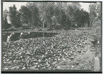 Pond lillies McKinley Park Sacramento, Cal.