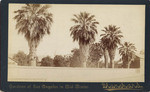 The Old Palms of San Pedro St.