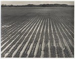 Row crops