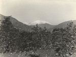 Oranges and [Mount] San Antonio (Mount Baldy)