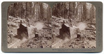 Big Tree Logging - Mules hauling enormous sections of the great Log on Skids to the Mills - Converse Basin, Cal.