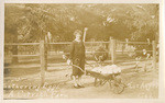 Gathering eggs, L.A. Ostrich Farm, Los Angeles Cal.